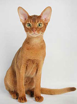 фото абиссинский котенок