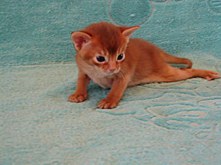 абиссинский котенок фото