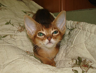 абиссинский котенок фото