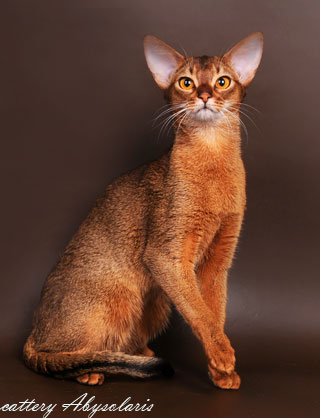 фото абиссинская кошка